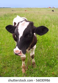 Cute baby cow in a meadow, staring to  the camera
