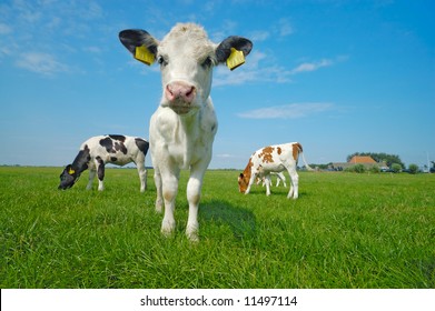 cute baby cow on farmland in summer