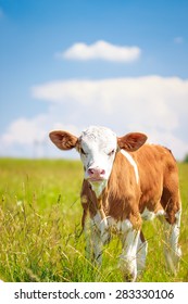 500 Baby Cow Pictures Royalty Free Images Stock Photos And Vectors