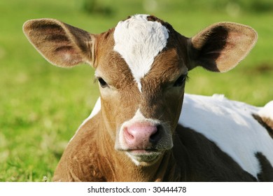 Cute Baby Cow Portrait