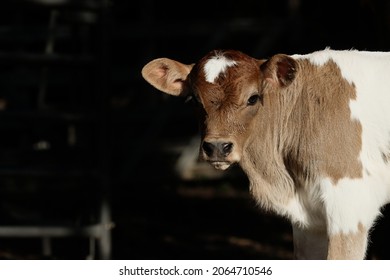 Cute Baby Cow Portrait Close Up With Dark Background.