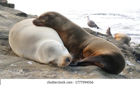 Cute Baby Cub, Sweet Sea Lion Pup And Mother. Funny Lazy Seals, Ocean Beach Wildlife, La Jolla, San Diego, California, USA. Funny Awkward Sleepy Marine Animal On Pacific Coast. Family Love And Care.