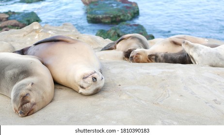 Cute Baby Cub, Sweet Sea Lion Pup And Mother. Funny Lazy Seals, Ocean Beach Wildlife, La Jolla, San Diego, California, USA. Funny Awkward Sleepy Marine Animal On Pacific Coast. Family Love And Care.