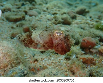 Cute Baby Cuttlefish 1 Month Age Stock Photo 2033209706 | Shutterstock