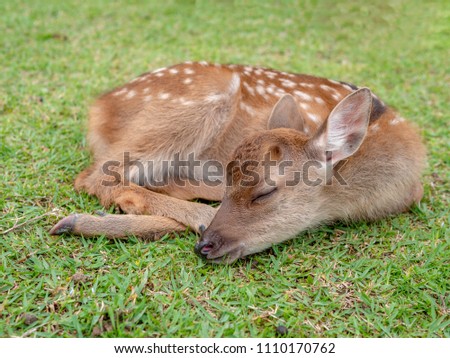 Cute baby deer sleeping on short green grass field, Close up to fawn while sleep