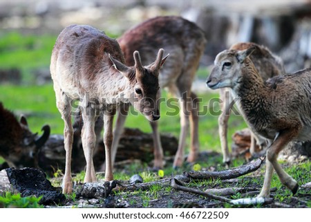 Cute Baby Deer Small Horns Other Stock Photo Edit Now 466722509