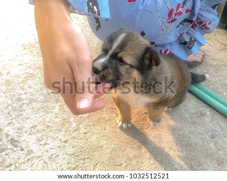 The cute baby dog bites the woman's finger.