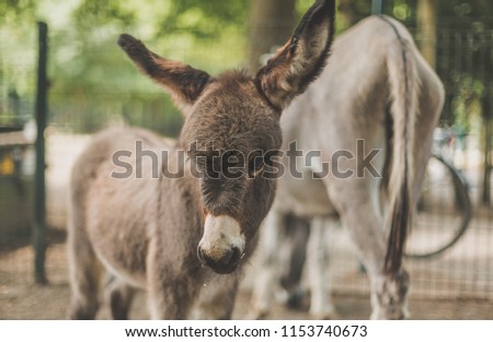 Cute Baby Donkey Stock Photo Edit Now 1153740673 Shutterstock