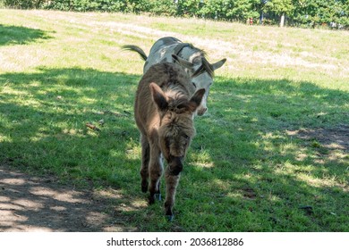 Cute Baby Donkey Being Followed By His Mother	
