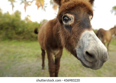 Baby Donkey Looking Funny Cute Curious Stock Photo Edit Now