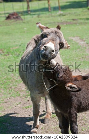 Cute Baby Donkey Nibbles Momma Photographed Stock Photo Edit Now