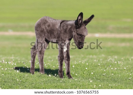 Cute Baby Donkey On Floral Pasture Stock Photo Edit Now 1076565755