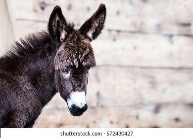 Royalty Free Baby Donkey Stock Images Photos Vectors Shutterstock