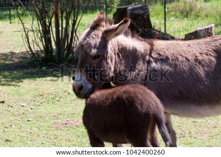 Cute Baby Donkey Snuggles Mom Photographed Stock Photo Edit Now