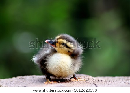 Cute Baby Duck Stock Photo Edit Now 1012620598 Shutterstock