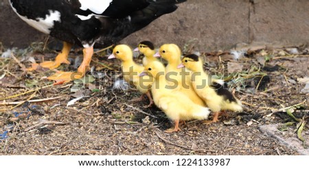 Cute Baby Ducklings Stock Photo Edit Now 1224133987 Shutterstock