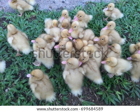 Cute Baby Ducklings Stock Photo Edit Now 699684589 Shutterstock