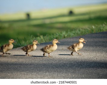 Cute Baby Ducks Crossing The Road