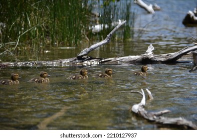 Cute Baby Ducks Follow The Leader As They Swim Five In A Row.  In A Lake With Dead Tree Branches And Green Plants Around Them.