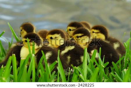 Cute Baby Ducks Grass Stock Photo Edit Now 2428225 Shutterstock
