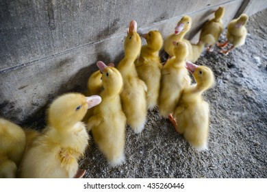 Cute Baby Ducks Ilooking Food Stock Photo Edit Now 454709608
