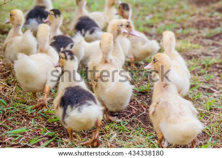 Cute Baby Ducks Nature Stock Photo Edit Now 434338180 Shutterstock
