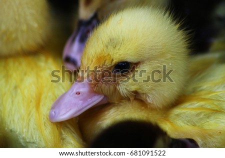 Cute Baby Ducks Playing Water Best Stock Photo Edit Now 681091522