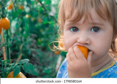 A cute baby is eating yellow tomatoes in a greenhouse. Copy space. - Shutterstock ID 1798580164