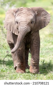 Cute baby elephant calf in this portrait image from South Africa