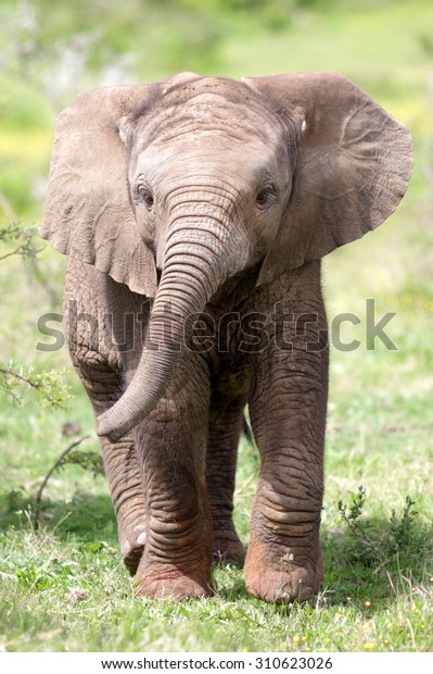 Cute Baby Elephant Calf This Portrait Stock Photo Edit Now