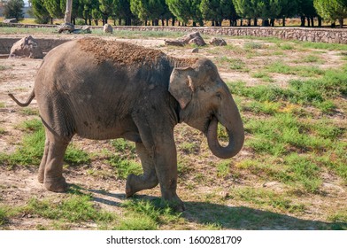 cute baby elephant eating food on a sunny day. - Powered by Shutterstock