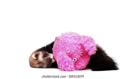 Cute Baby Ferret Or Weasel Playing With Her Plush