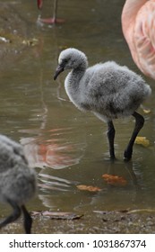 Cute Baby Flamingo Stock Photos Images Photography Shutterstock