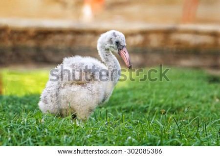 Cute Baby Flamingo Grass Stock Photo Edit Now 302085386 Shutterstock