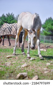 Cute Baby Foal, Curious Filly