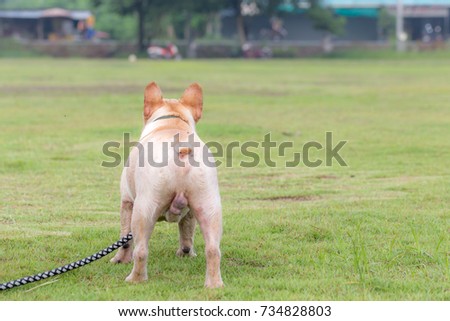 Cute Baby French Bull Dog Excercise Stock Photo Edit Now 734828803