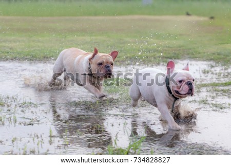 Cute Baby French Bull Dog Excercise Stock Photo Edit Now 734828827