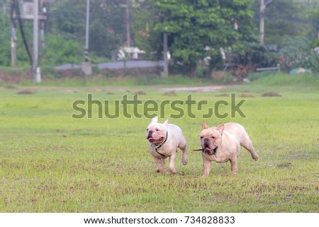 Cute Baby French Bull Dog Excercise Stock Photo Edit Now 734828833