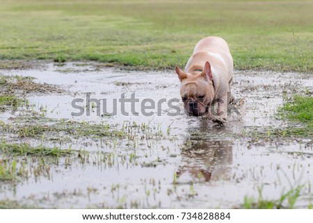 Cute Baby French Bull Dog Excercise Stock Photo Edit Now 734828884