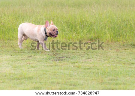 Cute Baby French Bull Dog Excercise Stock Photo Edit Now 734828947