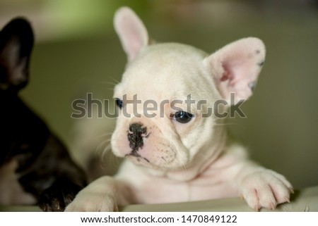 Similar – Portrait of a very young French Bulldog