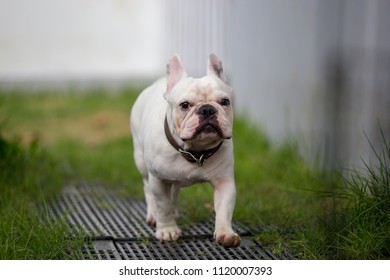 White English Bulldog Standing On Green Stock Photo Edit Now