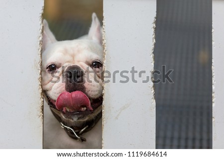 Cute Baby French Bulldog Pet Playing Stock Photo Edit Now