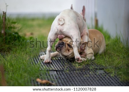 Cute Baby French Bulldog Pet Playing Stock Photo Edit Now