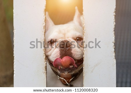 Cute Baby French Bulldog Pet Playing Stock Photo Edit Now