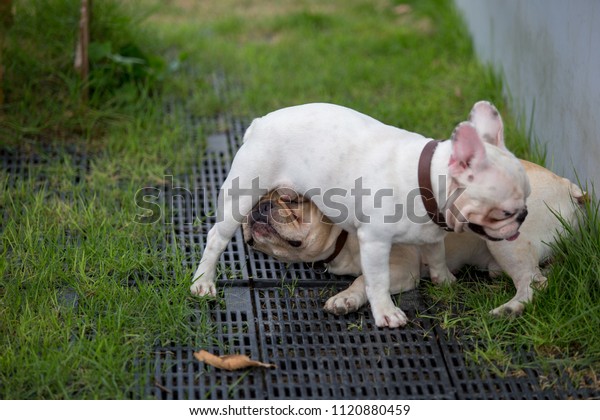 cute baby french bulldogs