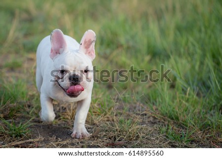 Cute Baby French Bulldog Playing Local Stock Photo Edit Now