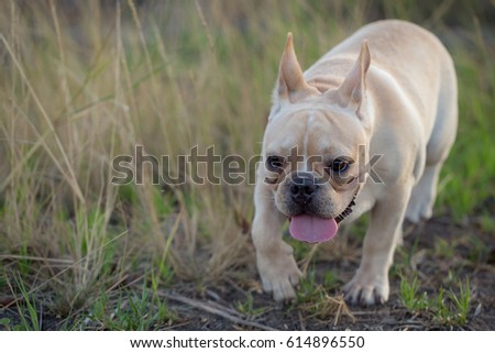 Cute Baby French Bulldog Playing Local Stock Photo Edit Now