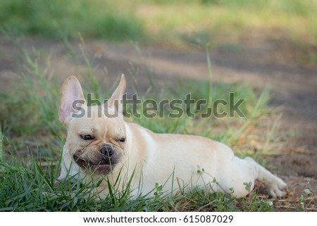 Cute Baby French Bulldog Playing Local Stock Photo Edit Now