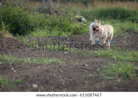 Cute Baby French Bulldog Playing Local Stock Photo Edit Now